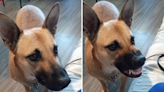 Photogenic rescue dog learns to smile for the camera