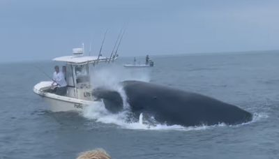 Terrifying call from boaters who watched huge humpback sink ship