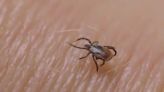 Warmer weather brings more bugs: How to prevent tick bites