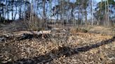 National Trust to use coppicing in bid to boost nightingale numbers in Suffolk