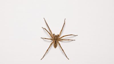 Victim Recounts Experience of Being Bitten by Brown Recluse Spider