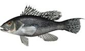 Black sea bass