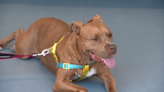 Abandoned pit bull recovering after being found with life-threatening gunshot wound in Lauderhill - WSVN 7News | Miami News, Weather, Sports | Fort Lauderdale