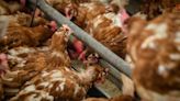 Brazil Chicken Supplier BRF Sees Profit Triple as Costs Fall