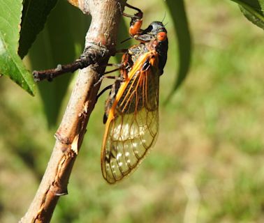 Cicadas are soon coming to Virginia. The question is where.