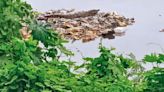 Mumbai: Crocodile returns to Mithi River after 15 months