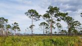 Easement will protect land on Lake Wales Ridge