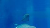 Dolphin, beluga whale born amid SeaWorld San Antonio 'baby boom'