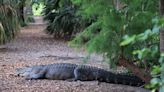 Dundee Lives As Man Battles Gator Barefoot In The Road! | 99.7 The Fox | Doc Reno