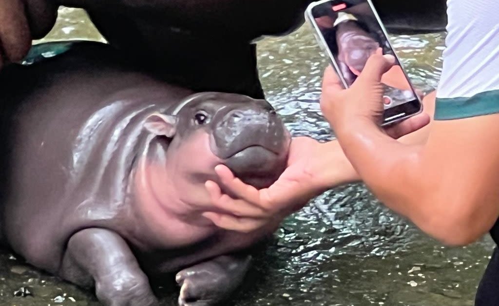 Thai Zoo Is Trademarking ‘Moo Deng the Hippo’