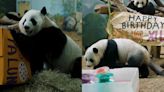 Last pandas in the US are returning to China