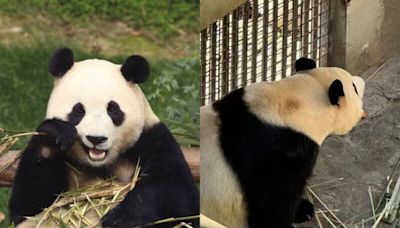 拯救返中貓熊！3天破5萬人連署呼籲中國善待「福寶」