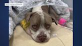 Vets believe stray dog found badly injured in Lake Worth Beach may have been bitten by gator - WSVN 7News | Miami News, Weather, Sports | Fort Lauderdale