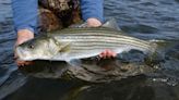 Striped Bass Fishing: A Beginner's Guide