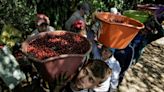 Brazil 'natural' coffee hits premium market in challenge for small farmers