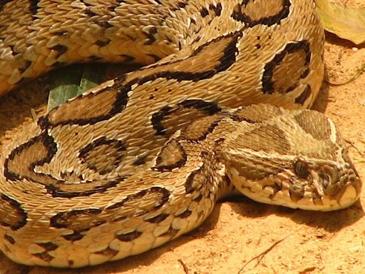 Snake panic in Bangladesh, Russell's viper fears trigger wave of indiscriminate killings