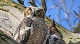 Third owl found dead in Chicago