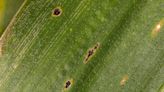 What is ‘tar spot’ and why is it spreading in Kansas corn fields?
