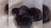 Young kittens found dumped in bin bag and left for dead during mini heatwave