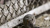 Here’s why some want Mass. to end use of the most potent rat poisons