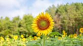 Summer sunflowers: Check out these flower fields and farms around Charlotte.