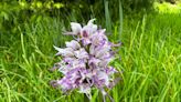 Rare 'naked man' orchid found in Cambridge college garden