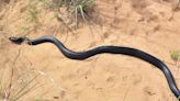 41 Indigo Snakes — the Longest Snake Species Native to the U.S. — Released in Florida