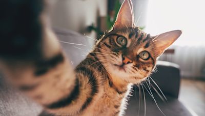 Cat Lovers, You Will Feel So Seen When You Read These Cat Quotes