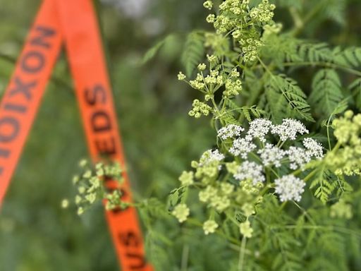 King County warns of spread of toxic weed poison hemlock