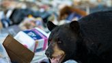 Elementary School Principal Gets Surprise of His Life From Dumpster Diving Bear