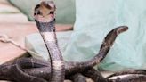 Swedish Zoo Searching for Missing Cobra 'Sir Hiss' After Snake Escapes Through Light Fixture