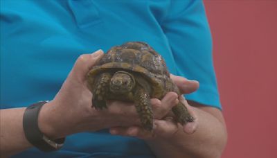 World Turtles Day | Peoria Zoo | Good Day Central Illinois