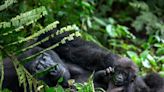 Los bosques pierden carbono con la caza de animales que comen frutos