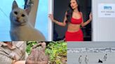 Good News: Fun stories to bring some cheer to your week, from Maya Jama to record-breaking toads