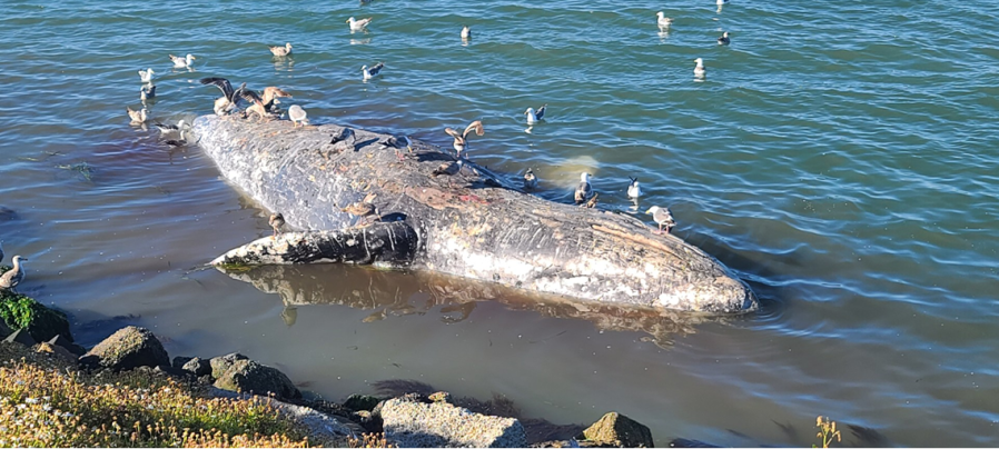 Large gray whale washes ashore in Richmond harbor
