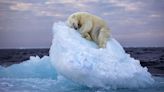 Esta imagen de un oso polar durmiendo sobre un iceberg gana el principal premio de fotografía de vida salvaje