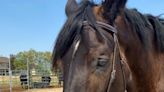 Horse sale sparks allegations and social media backlash for Mid Missouri business owner