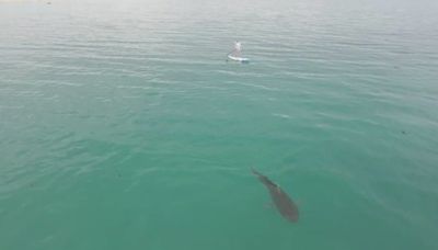 Videographer captures tiger shark lurking near wife as she paddleboards