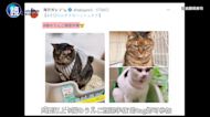 日本新熱潮「貓貓便便臉錦標賽」 網紅貓也參戰！ ｜鏡週刊