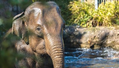 Another elephant falls ill at Dublin Zoo