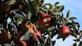 It's apple season! Here are 10 places near Louisville to go apple picking
