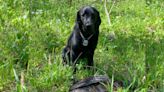 A Poacher’s Worst Nightmare Unfolds as K-9 Trots Into the Turkey Woods