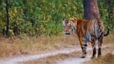 Bor Tiger Reserve: A look inside India’s smallest tiger reserve