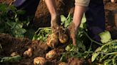 15 Companion Plants for Potatoes (and 5 to Avoid) for Better Yield