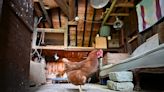 Expert says not to free range your chickens. Try this instead.