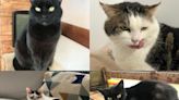 Surrey cats 'could die' as too many abandoned with staff given 'heartbreaking' decision on which to save