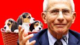 ‘Fauci Kills Puppies’: Inside the Forgotten Fake ‘Beaglegate’ Scandal