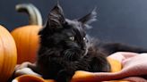 Are Black Cats Really Bad Luck? We Claw Through the Myth