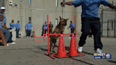 Rescued from euthanasia, these dogs get trained by prison inmates in Tehachapi