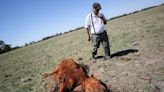Arid wheat fields and dead cows: a snapshot of Argentina's worst drought in decades